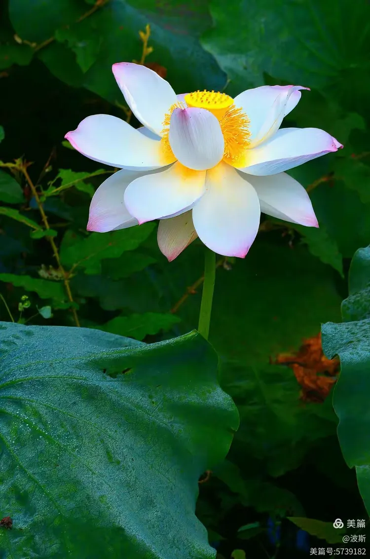 【愿做菩萨那朵莲】